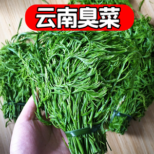 云南特产臭菜野菜新鲜傣味刺老芽代餐当应季现摘现发蔬菜2斤包邮