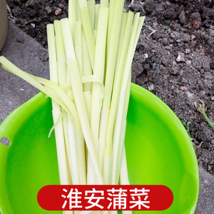 棒果果旗舰店天猫新鲜洪湖逸家清鲜蒿菜湖北特产篙菜蒲笋野茭白草心
