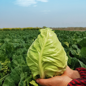农家自种牛心包菜当季新鲜蔬菜脆爽包邮当季甘蓝新鲜蔬菜整箱5斤