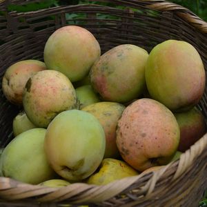 云南特产原味临沧当季新鲜红花酸木应季酸味水果整箱净重400g