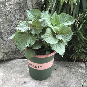 紫苏苗盆栽浓香双面紫苏树苗阳台大叶全紫色紫苏苗植物绿植