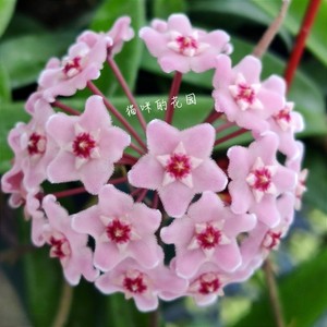 迷你贝尔球兰 (Hoya Minibelle) 室内垂吊花卉勤花易爆梗耐寒