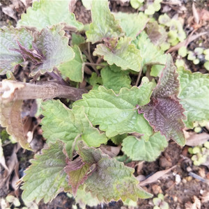 新鲜五香叶带根带土藿香苗鱼香叶河南桐柏特产五香叶苗自种包活