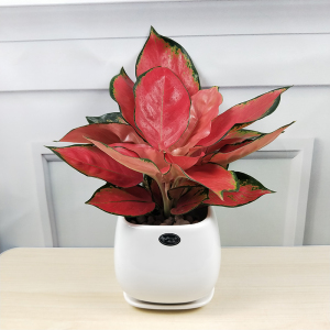 吉利红如意皇后盆栽红色大叶桌面绿植办公室桌面茶几红掌乔迁植物