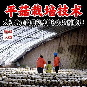 食用菌蘑菇种植培育关键技术 如何栽培平菇 大棚食用菌菇培育技术