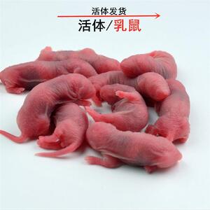 宠物饲料活体小白鼠乳鼠独立包装人工养殖红皮粉皮白霜亚成