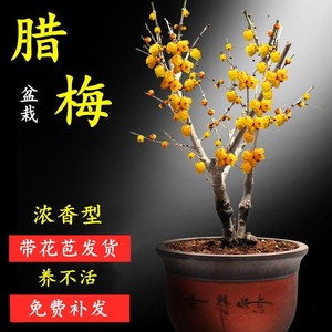 【买一送一】腊梅花树苗盆栽梅花盆景腊梅耐寒老桩浓香型花卉