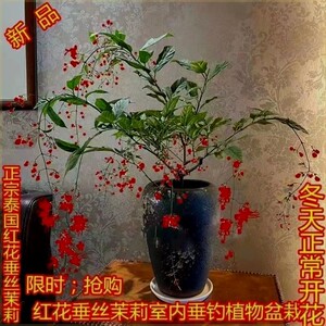 红花垂丝茉莉花苗室内植物垂枝茉莉开花清香型盆栽花四季花耐高温