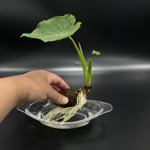 水养水培芋头芋艿玻璃瓶带芽绿植幼儿园植物角观察日记学生作业