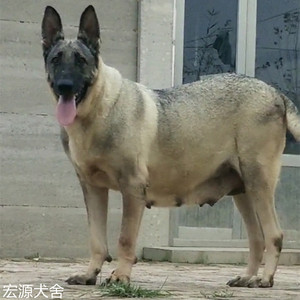 出售中华狼青犬幼犬纯种幼崽大型巨型青狼犬日本家养护卫犬警犬