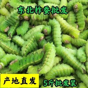 【东北柞蚕】大青虫子柞蚕食用蚕冰鲜蚕蚕宝宝蚕蛹大蚕