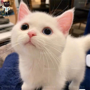 曼基康矮脚猫幼猫纯种曼赤肯短腿猫拿破仑猫包子脸家养宠物猫猫舍