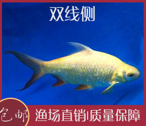 金凤鱼银凤鱼活体观赏鱼双线侧鱼泰国鲫鱼金银元宝鱼中型热带淡水