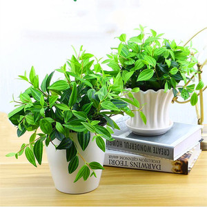 四季常绿钻石翡翠吊兰植物盆栽水培绿植垂吊花卉观花室内吸甲醛