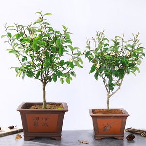 【含笑花植物四季】含笑花植物四季品牌,价格 - 阿里巴巴