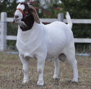 小羊崽活体纯种波尔山羊奶羊养殖技术大公羊努比亚黑羊活羊黄金羊