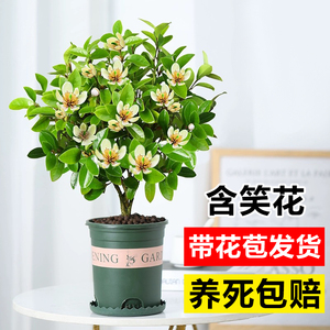 含笑花盆栽带花苞老桩玉兰花树苗阳台庭院四季开花浓香型花卉植物