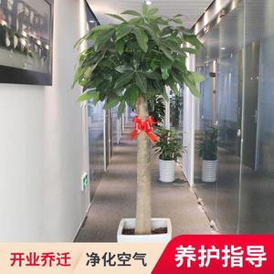 发财树盆栽植物室内客厅大棵发财树净化空气办公室开业招财树好养