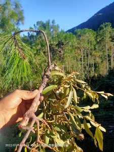 云南纯天然深山正宗松树寄生草野生寄生茶老树现採带松枝新鲜包邮