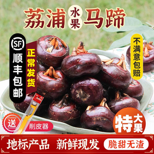 特大果！荔浦马蹄桂林水果荸荠广西特产蔬菜地栗蔬菜5斤9斤