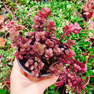 小球玫瑰 落地生根 龙血景天 多肉植物盆栽成株小苗室内花卉包邮