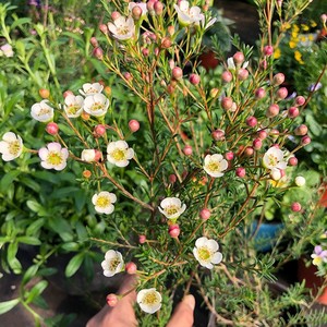 进口重瓣澳洲腊梅盆栽 澳梅阳台多年生观花植物风蜡花淘金彩梅花