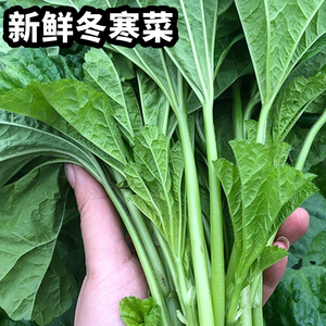现摘四川冬寒菜3斤新鲜蔬菜东汉菜鲜嫩马蹄菜农家绿色青菜冬苋菜