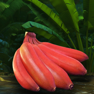 新鲜红皮香蕉带箱5斤包邮 福建土楼美人蕉香蕉新鲜应季水果banana