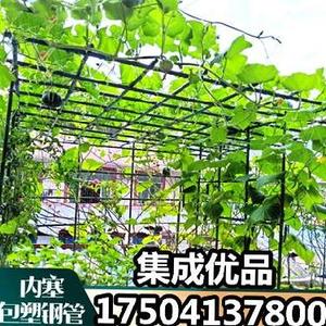 钢管搭葡萄架