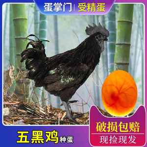 纯种五黑鸡种蛋受精蛋可孵化改良型五黑一绿壳乌骨土鸡种蛋99绿壳