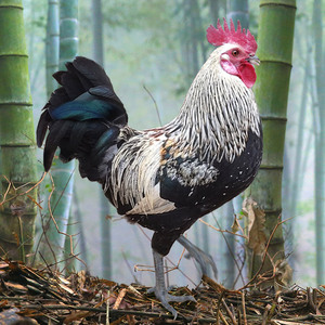 纯种鹊山鸡种蛋受精蛋可孵化散养特种珍禽观赏土鸡孵化蛋受精蛋鸡