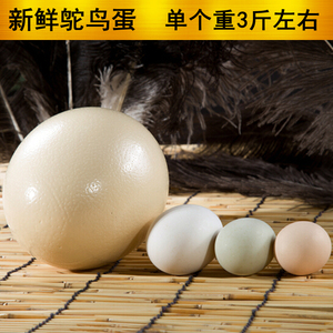 超大新鲜鸵鸟蛋鸸鹋蛋送礼佳品农家自养非洲鸵鸟蛋新鲜可食用