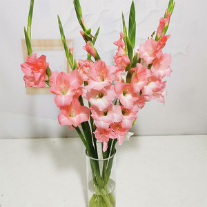 花饰家水养鲜花剑兰云南基地直发批发家用办公常插花速递鲜花米花