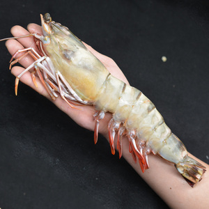 青岛大虎虾4只/盒共900g斑节虾海虾 单只长约29cm重约200克包邮