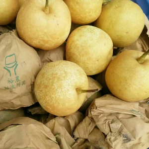 10斤乐昌九峰水晶沙梨黄皮梨贡梨 新鲜水果现卖清甜肉嫩韶关特产