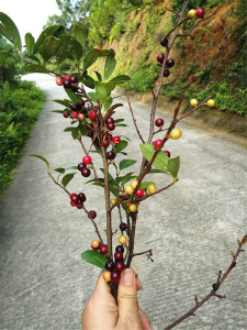 000人付款天猫新鲜酸果藤果一斤包邮山盐酸鸡酸醋藤