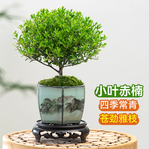 小叶赤楠老桩盆景苗植物花卉微景观水培办公室内好养四季常青盆栽