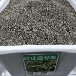 珍珠透骨草种子 中药材种子 药材种子供应