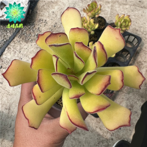 舞娘 熊童花月 多肉植物 新手控养精品超萌肉肉室内花卉组合盆栽