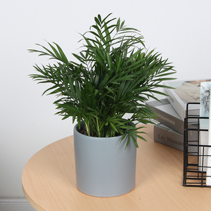 合肥直送 袖珍椰子盆栽小型植物室内绿植花卉净化空气吸甲醛盆景