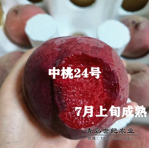 中桃24号桃苗中桃25号血桃朱砂血桃苗紫血狗血桃红肉桃新品种桃苗