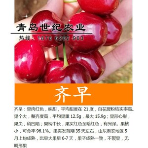 早熟品种 齐早大樱桃树苗