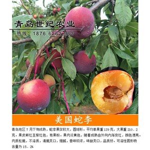 60绿野上品果树苗淘宝美国红蛇李 早熟品种五月红嫁接李子树苗南北