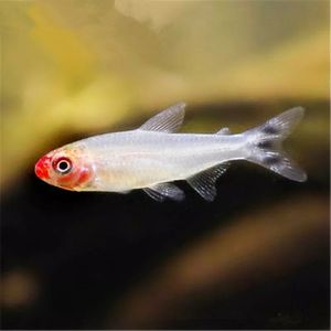 红鼻子鱼