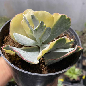 旭波之光锦银波景美观趣味阳台桌面小盆栽多肉植物百益花阁