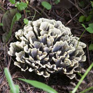 干巴菌新鲜 云南野生昆明牛牙齿菌对花菌特产蘑菇鲜马牙菌500克
