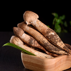 新鲜火把鸡枞菌云南野生菌五月菌荔枝菌菌子特产鸡种菌鸡纵菇500g