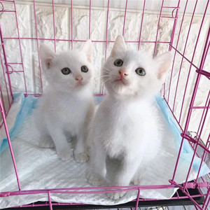 中华田园猫纯白色猫咪活体幼崽纯白猫小土猫活物橘猫 狸花猫活体