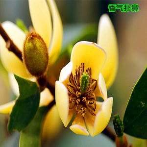 香妃含笑花苗盆栽植物庭院阳台花卉浓香型当年开花绿植