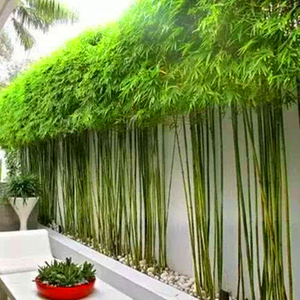 青竹金镶玉黄金竹紫竹竹子苗阳台庭院绿植围栏耐寒竹四季观赏竹子